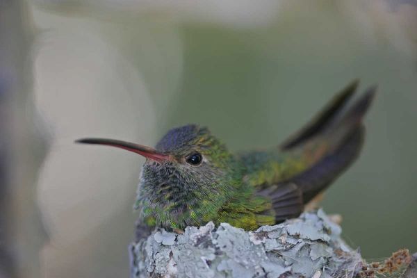 TX, Raymondville Buff-bellied hummingbird sits